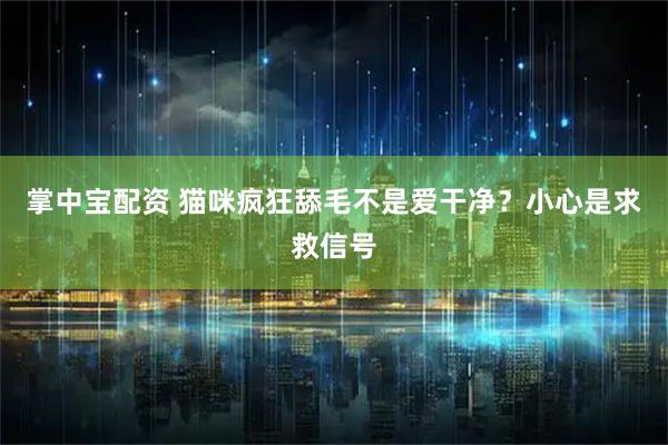掌中宝配资 猫咪疯狂舔毛不是爱干净？小心是求救信号
